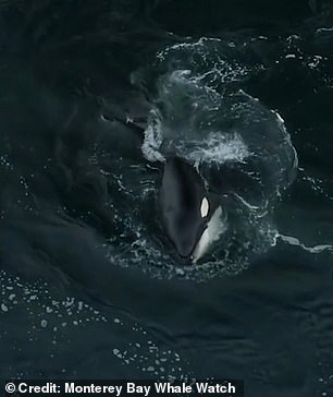 A killer whale was also filmed eating a seabird