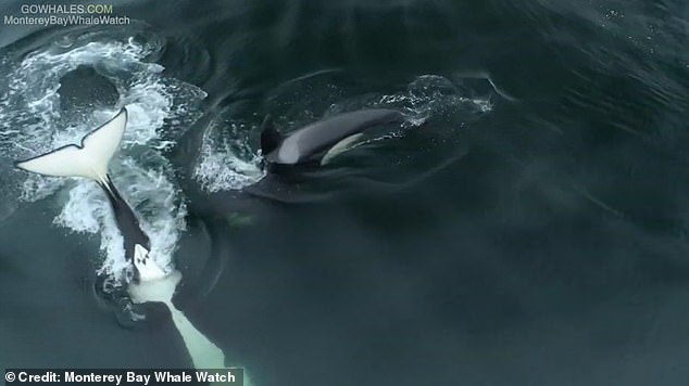 Two killer whales diving back underwater to continue the hunt at Monterey bay, California