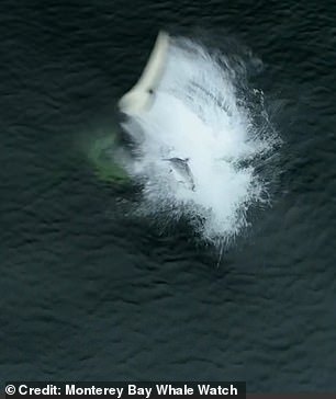 A salmon is flung out of the water in Moneterey bay, California, by a killer whale